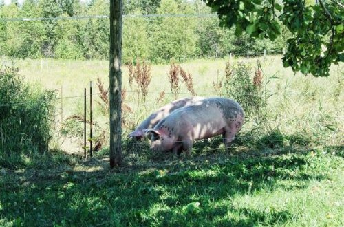 porcs dans un champs