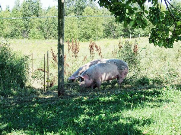 Élevage de porcs au pâturage