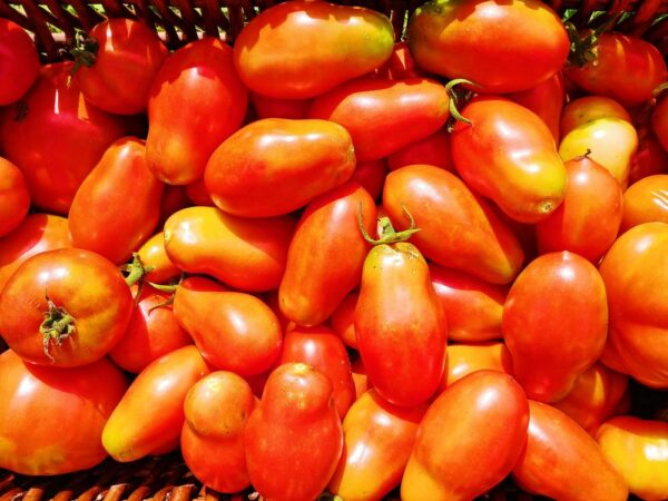 caisse remplie de tomates fraîches
