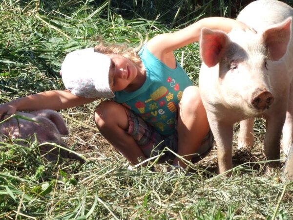 enfant avec cochons dans un champ