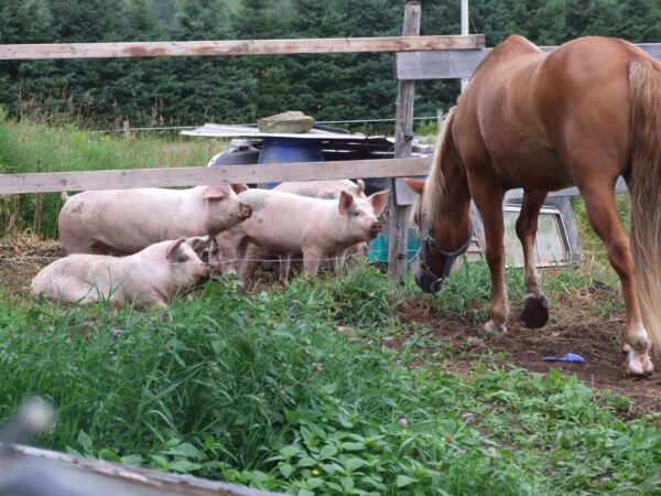 cochons et chevaux élevage extérieur
