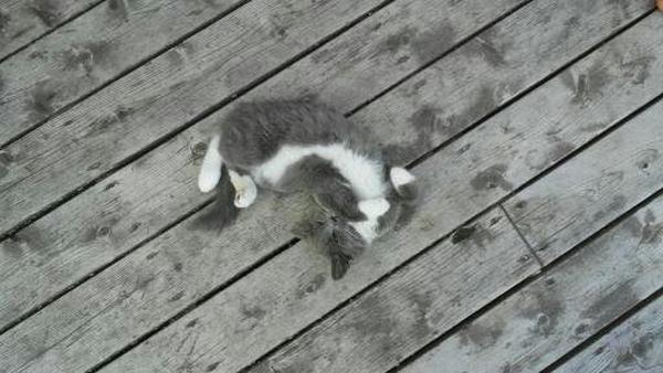 chaton qui dort sur plancher de bois
