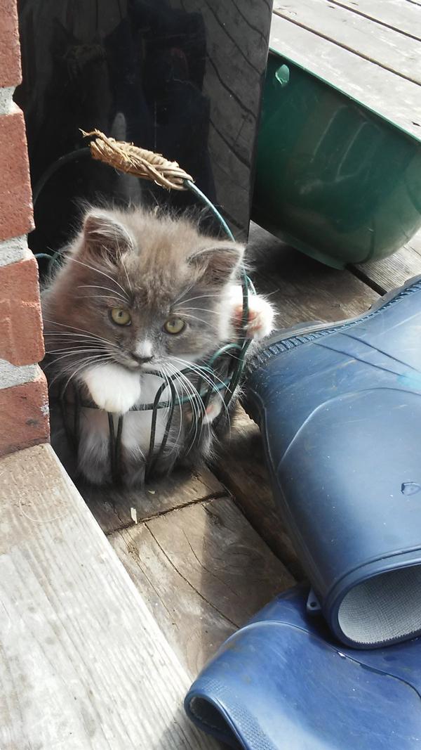 chaton adorable dans un panier
