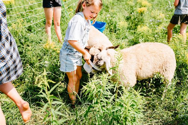 petite fille qui nourrit ses moutons