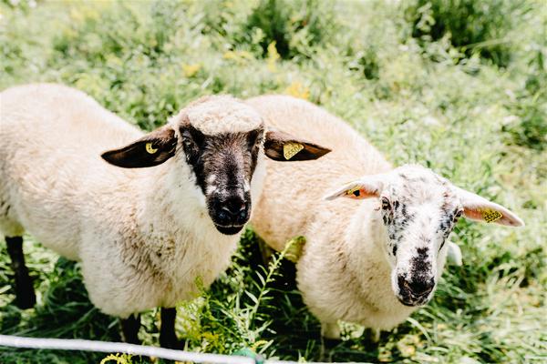 moutons animaux au pâturage sur la ferme