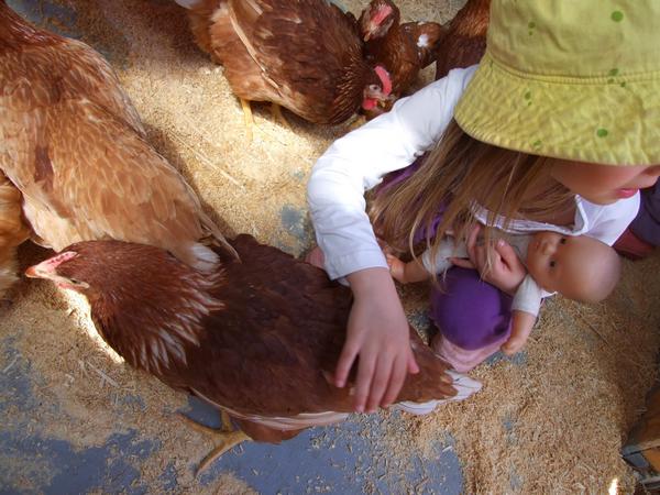 petite fille qui caresse une poule rousse