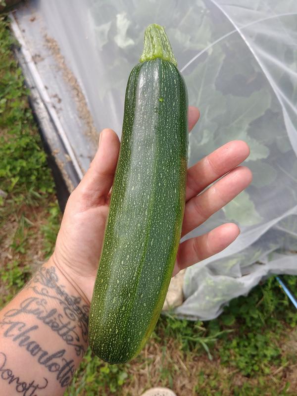 zucchini vert dans une main