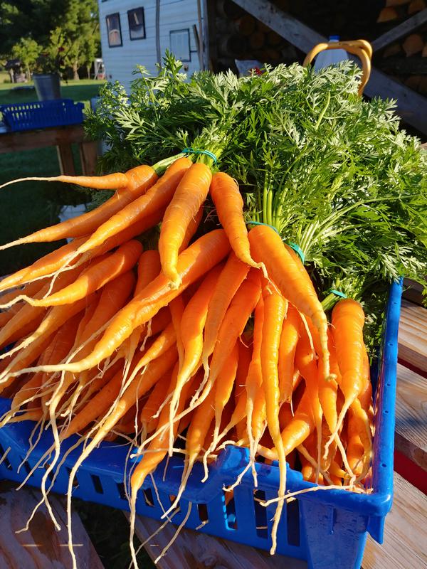 belles botes de carottes orangées