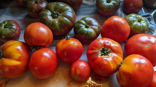 semences tomates maman cane