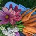 Maman Cane semences jardins homestead jardinage légumes fleurs